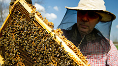Mézet exportálunk Kínába