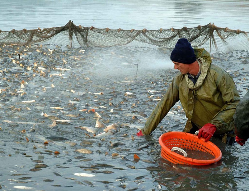 Várhatóan megugrik a halászat támogatása - új tavak is születhetnek