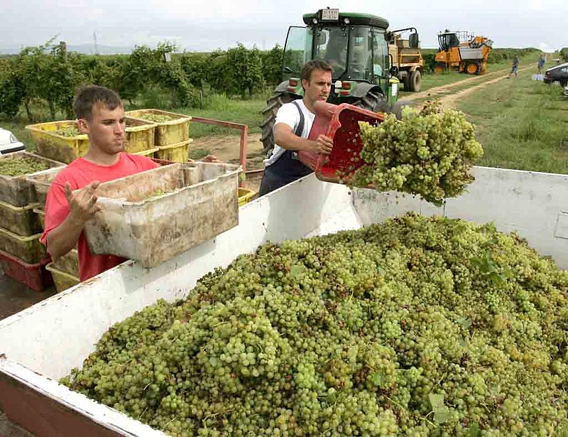 Ilyen áron viszik a magyar bort külföldre