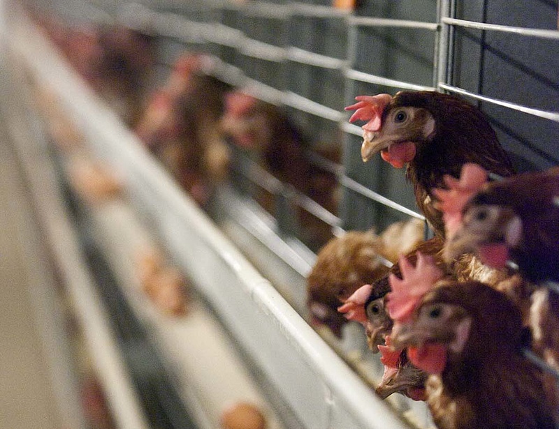 Gyanús csirkehús a magyar boltokban - a Tesco és az Auchan is érintett