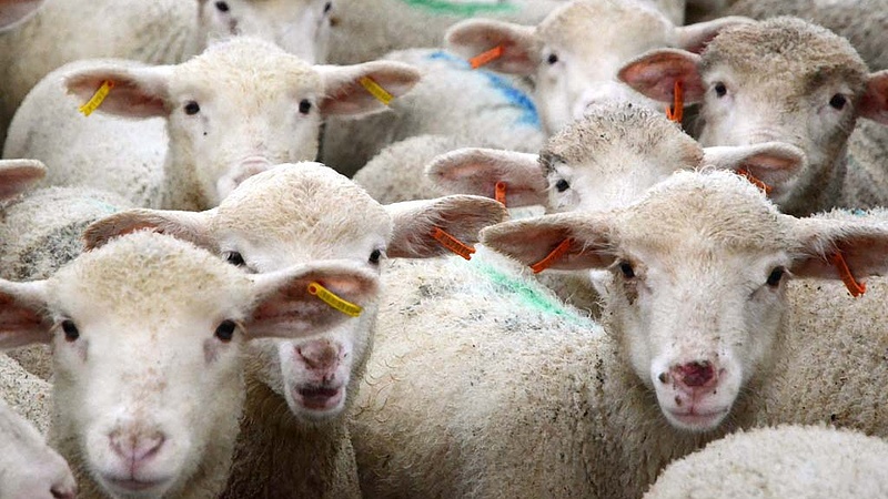 Örülhetnek a magyar juhászok, méregdrága lett a bárány 