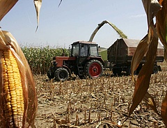 Komoly kukoricadrágulást szeretnének a gazdák