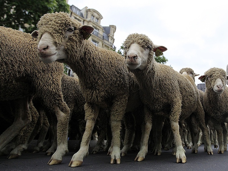 Kelendő a magyar bárány