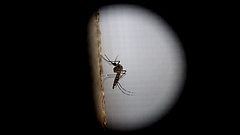 Rossz hír a Balatonról: sok a szúnyoglárva