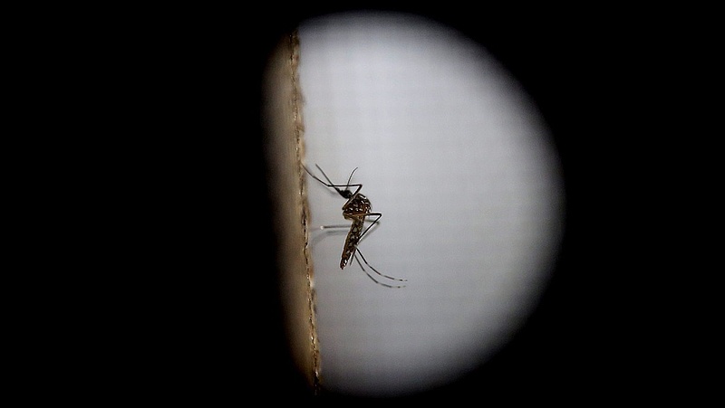 Friss tanulmány: a Zika-vírus megjelenhet Magyarországon is
