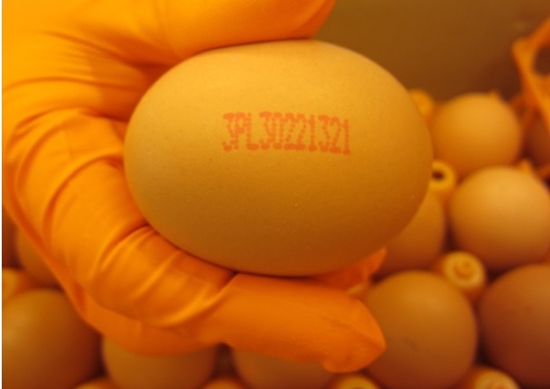Kiadták a figyelmeztetést: mérgezett tojások kerülhetnek a magyar boltokba