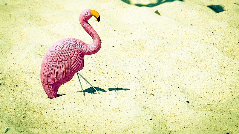 Kavalkád jön Budapesten: kotlanak a flamingók