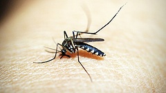 Meglepetést okoztak a szúnyogok a Balatonnál - lépéskényszerben az önkormányzatok