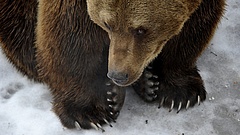 Putyinékat meglátogatta egy gonosz medve