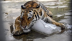 Megmenekülhet a kihalástól a szibériai tigris