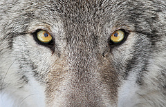 Kirándulók figyelmébe: támadnak a farkasok, nem félnek az embertől