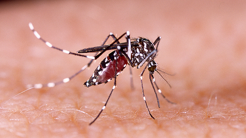 Emberre és állatra is veszélyes szúnyog szaporodott el Magyarországon