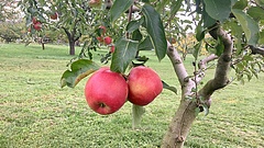 Egy új törvénymódosítás védené az almatermesztőket