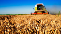 India, Kanada és Argentína töltheti be az ukrán gabona hiányát a piacon