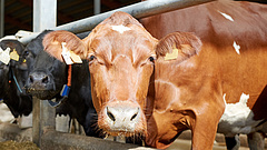 Tavaly óta 290 milliárdot támogatást osztottak szét állattartó telepekre