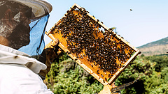 Új jövedelempótló támogatás a méhészeknek