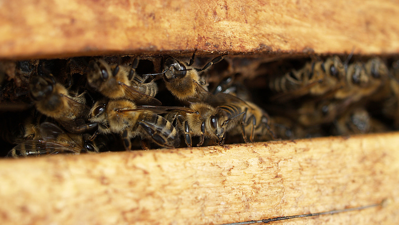 Nagy a baj a méhekkel a déli országrészben
