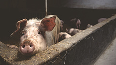 Nyugtatnak: biztonságos a magyar sertéshús