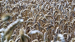 Belőtték az aratás kezdetének időpontját - csak a forróság szólhat közbe