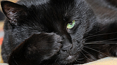 Százával pusztulnak a macskák gombafertőzött száraztápok miatt a briteknél