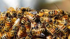 Mérgezett napraforgótáblától hulltak el a méhek