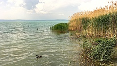 Nagy a baj a Balatonnál, felpörgött a parton a nádírtás