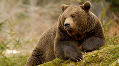 Ráronthat a medve Budapestre
