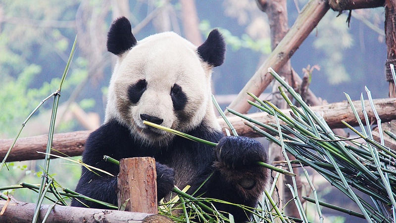 Panda-kötvényt bocsát ki az MFB Kínában