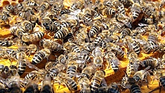 Mérgezéstől pusztulnak tömegesen a magyar méhek