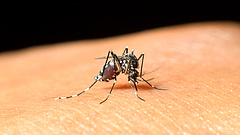 Több száz európait fertőzött meg a nyugat-nílusi láz kórokozóját terjesztő szúnyog