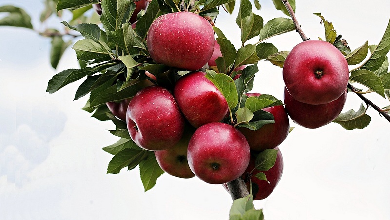 Pusztítja a magyar gyümölcsöket a sztigminás levéllikasztó betegség és az almamoly 
