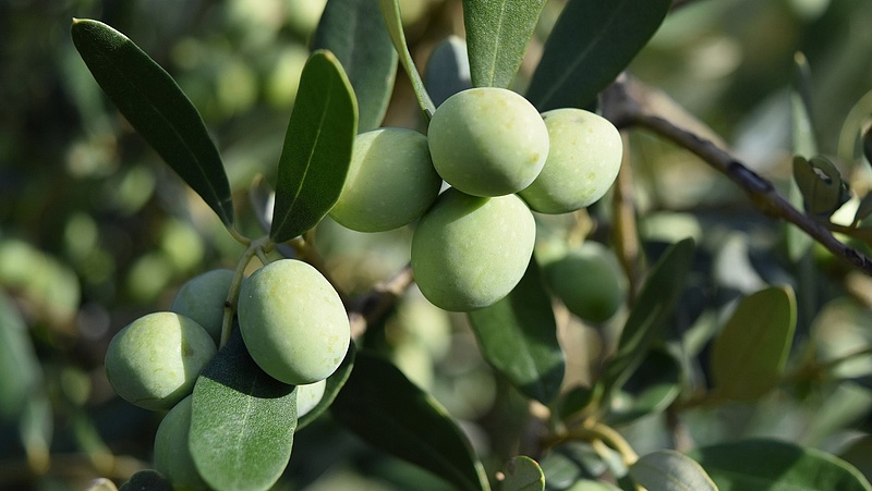 Tiltakoznak az olívabogyóra kivetett vámok miatt