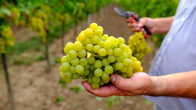 Eddig 3,9 millió mázsa szőlőt szüreteltek a gazdák