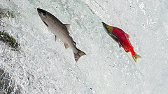 Szinte megfőnek a lazacok az alaszkai vizekben