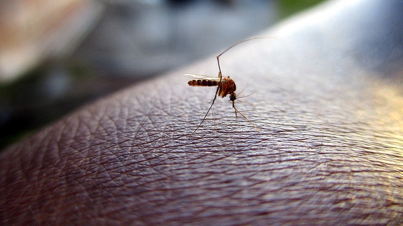Szúnyogok betegítettek meg több turistát Spanyolországban