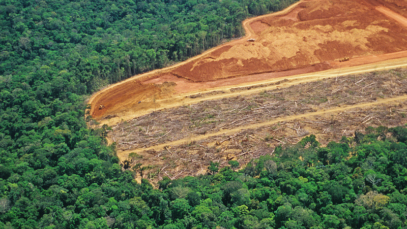 Szokatlan védelmet kaphatnak az esőerdők
