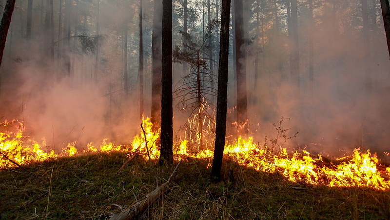 Hőhullám Szibériában: eddgi 850 ezer hektár erdő égett le