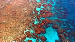 Egyre nagyobb a baj a Nagy-korallzátonynál