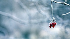 Karácsonyfa-állítás orosz módra, hóviharban