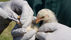 Aggasztó fejlemény a madárinfluenzánál: Oroszországban emberre terjedt át az A(H5N8)