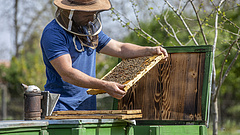 Nagy baj fenyegeti a méhállományt