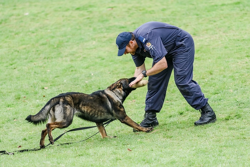 Szolgálati kutyákat toboroz a rendőrség 