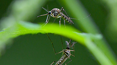 Szúnyogirtás kezdődik a Balatonnál