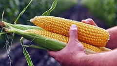 Úgy pusztítjuk a környezetet, hogy a kukorica is veszélybe került