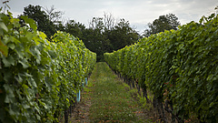 Egy év türelmi időt kapnak a termelők bortörvényhez