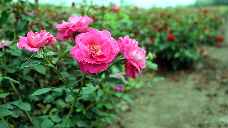 Tragikus sorsa jutott az ország legnagyobb rózsatermelője