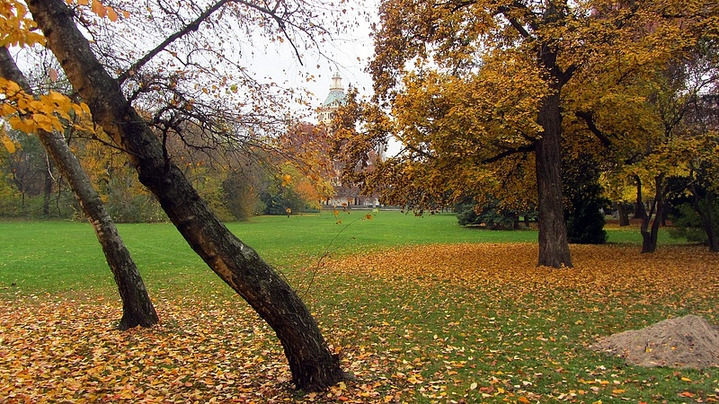 14 ezer fát ültetnek el az ősszel a hazai településeken 