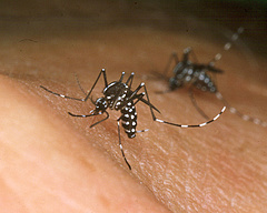 Már nem kell komoly szúnyoginvázióra számítani