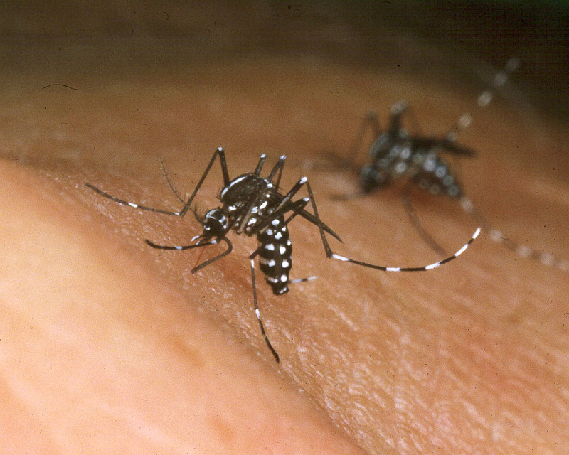 Géntámadással irthatják ki a veszélyes betegségeket terjesztő szúnyogokat