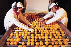 Az élelmiszeripar legnagyobb trükkje, ami a narancslével történik